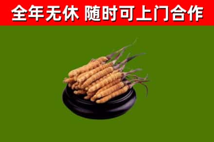 保亭回收冬虫夏草